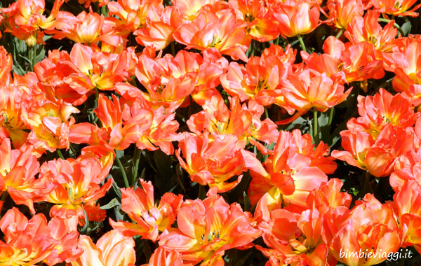 Parco Sigurtà con bambini-tulipani rossi-gialli