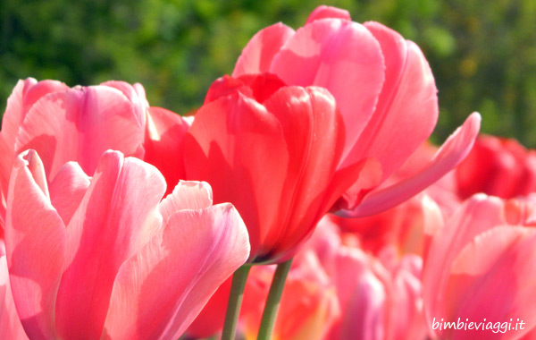 Parco Sigurtà con bambini-tulipani rossi