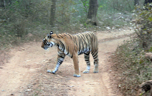 Viaggio in India con bambini-tigre