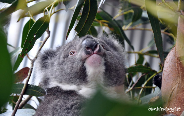 Koala a Kangaroo Island con bambini