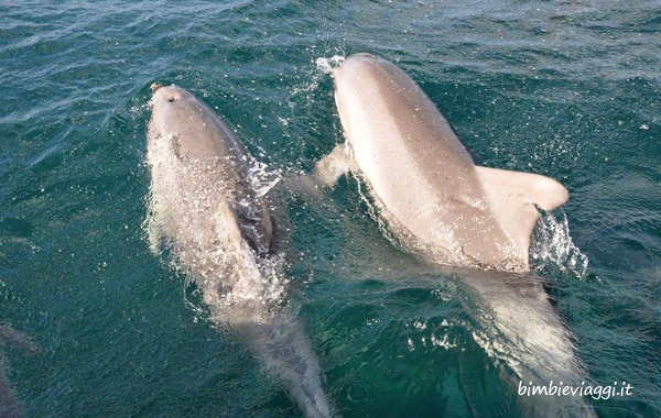 Viaggio in Australia con bambini-delfini