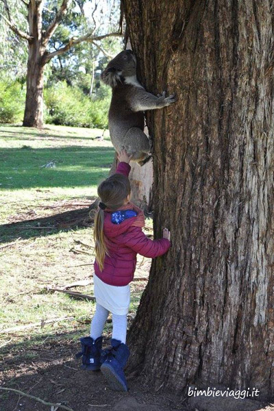 Viaggio in Australia con bambini-koala