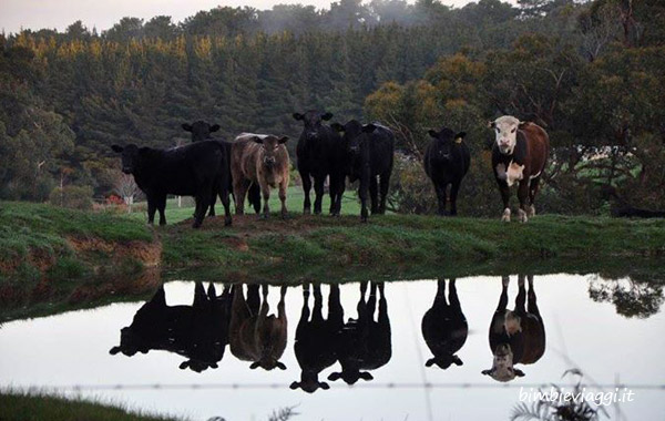 Viaggio in Australia con bambini-mucche