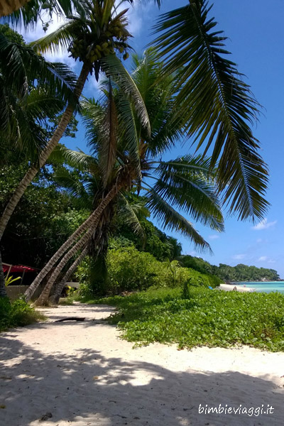 Vacanza alle Seychelles con bebè-palme