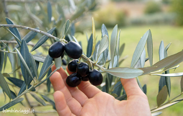 Frantoi aperti in Umbria con bambini-olive