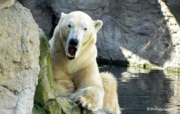 Brema per bambini-orso zoo marine