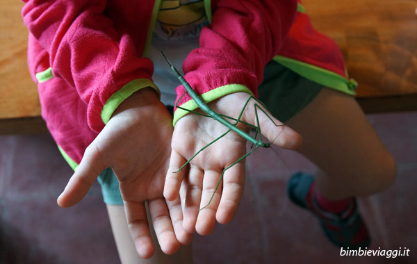 Cosa fare a Monteverde con bambini -insetto stecco