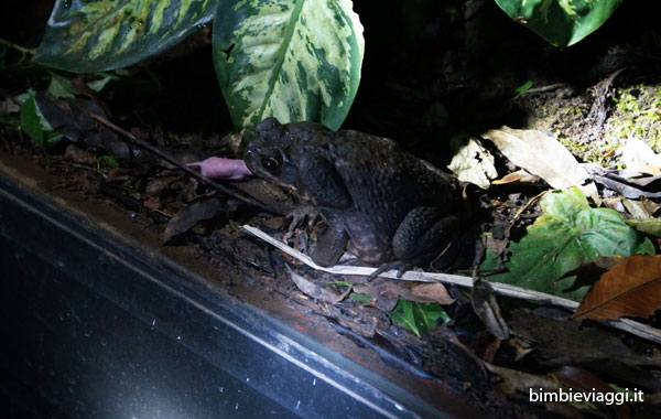 Cosa fare a Monteverde con bambini -rospo