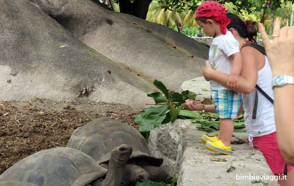 Viaggio alle Seychelles con bambini -tartarughe