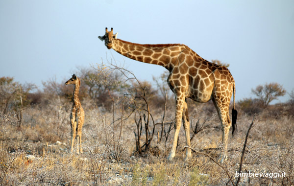 Namibia con bambini consigli - giraffe