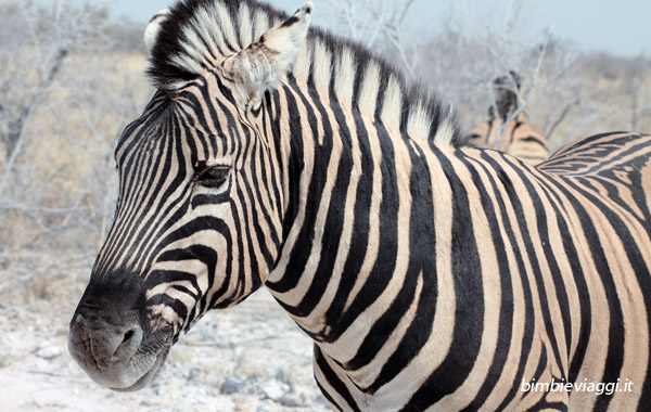 Namibia con bambini consigli - zebra