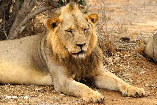 leone allo tsavo con bambini - safari in kenya con bambini - africa con bambini