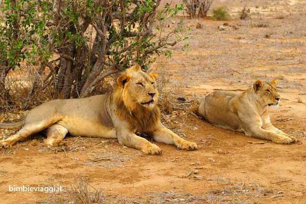 leoni allo tsavo con bambini - safari in kenya con bambini - africa con bambini