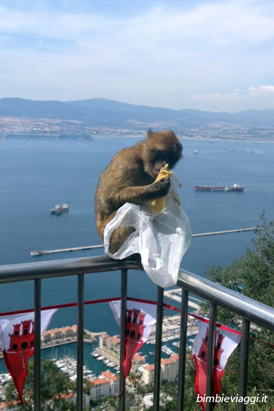 Penisola Iberica on the road con bambini - scimmia a Gibilterra - Top of the rock