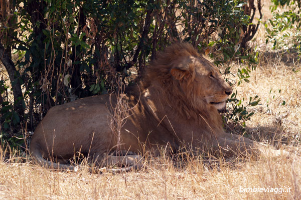 Kenya in agosto - Safari leone - viaggio in Kenya con bambini
