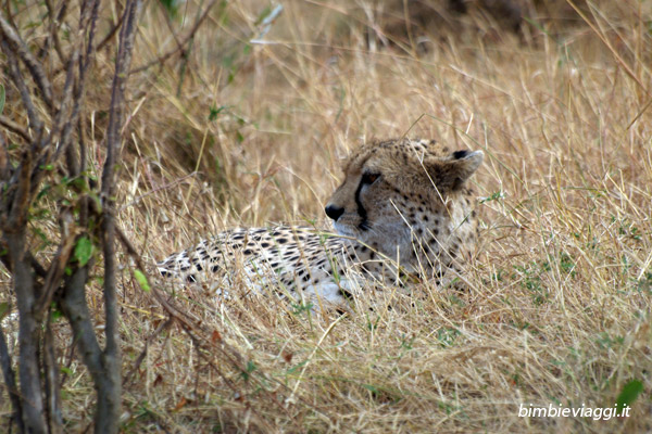 Kenya in agosto - ghepardo - viaggio in Kenya con bambini