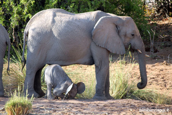 Skeleton Coast e Damaraland con bambini-elefantino