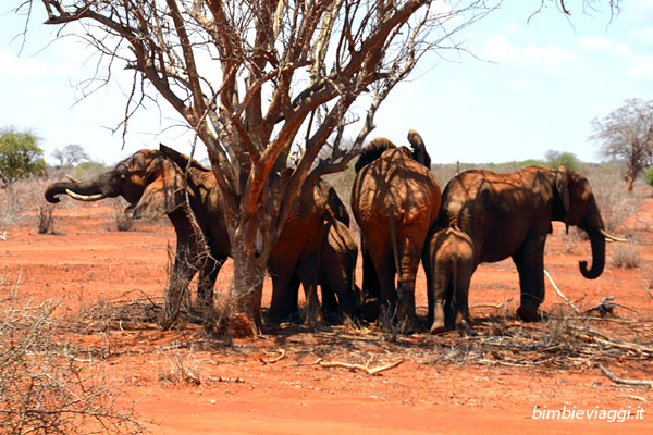 Viaggio in Kenya - elefanti
