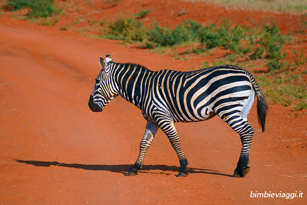 Viaggio in Kenya - zebra