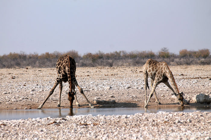 Etosha con bambini - giraffe