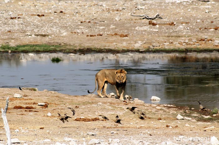Etosha con bambini - leone