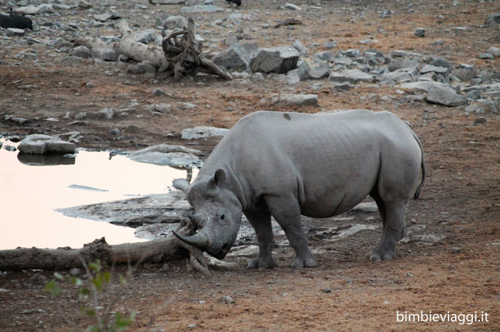 Etosha con bambini - rinoceronte