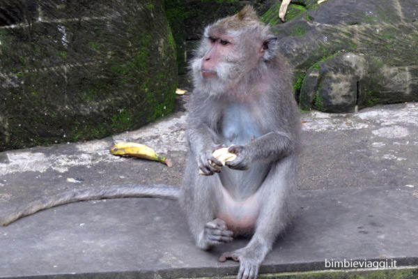 Bali con bambini - scimmia