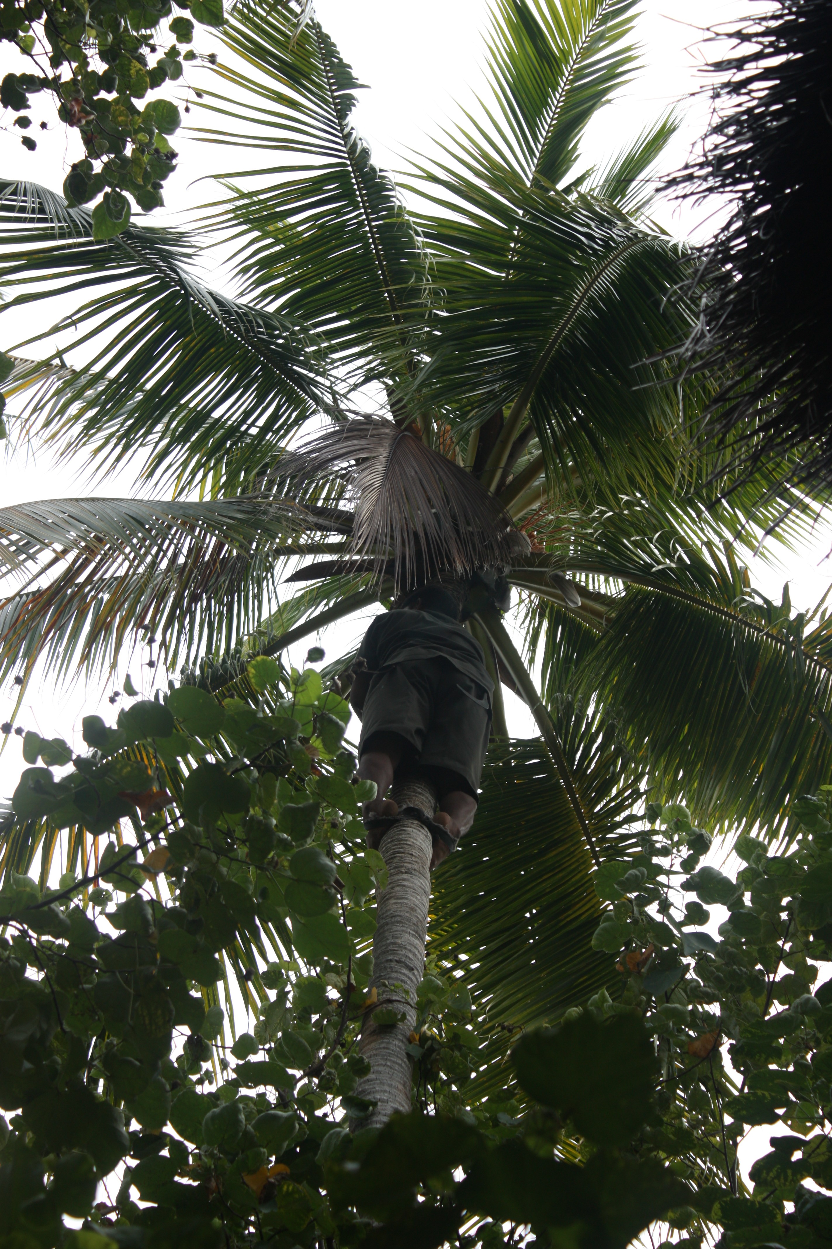 salendo sulla palma da cocco