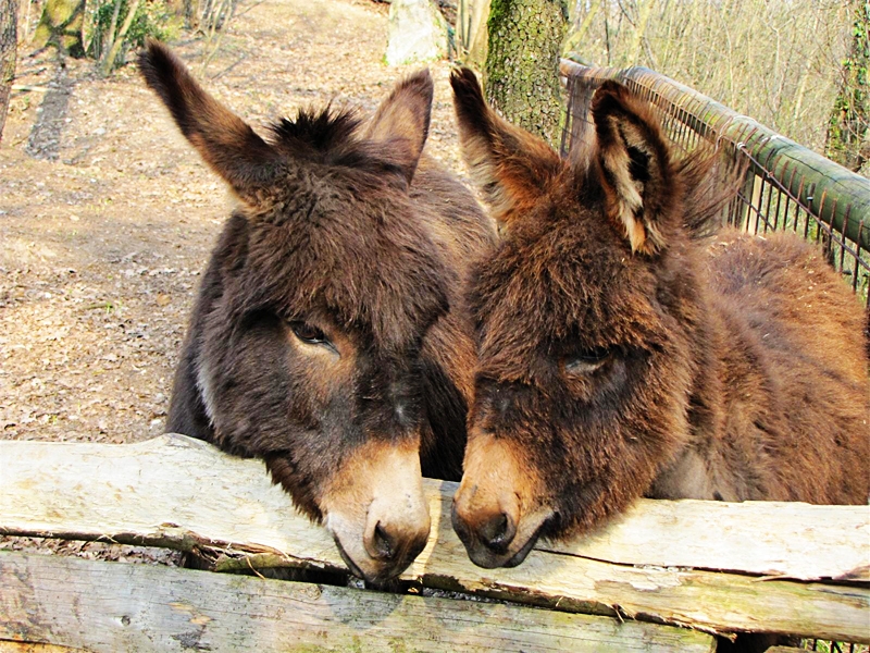 bea e lulu