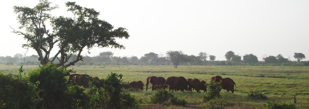 safari in kenya-elefanti Tsavo