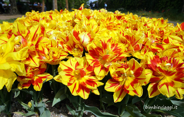 tulipanomania - tulipani di Sigurtà con bambini - parco giardino sigurtà