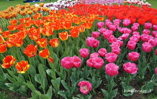 tulipani di Sigurtà con bambini - tulipanomania Parco Giardino Sigurta