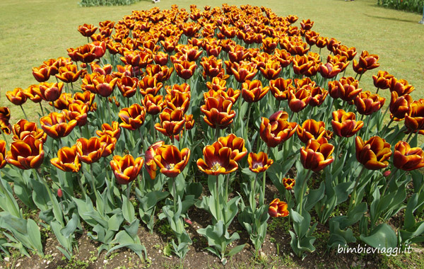 I tulipani del Parco Giardino Sigurtà con bambini - tulipanomania Parco Giardino Sigurtà