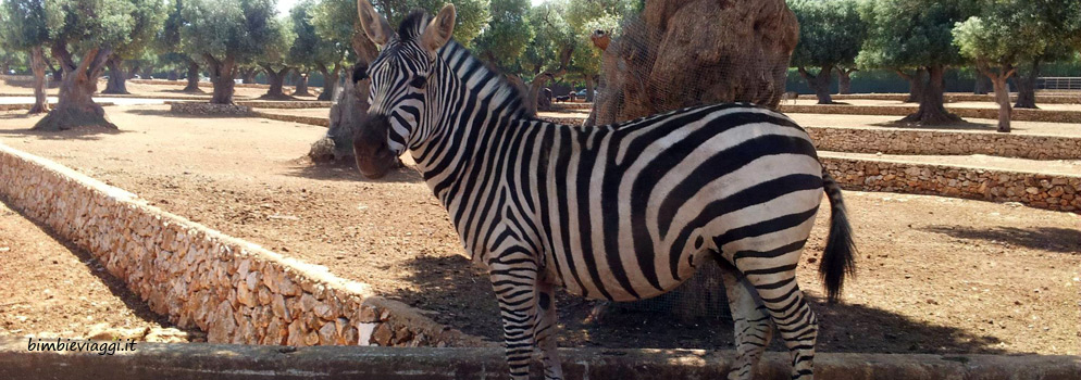 Allo zoo in Puglia: lo Zoo Safari di Fasano, Brindisi