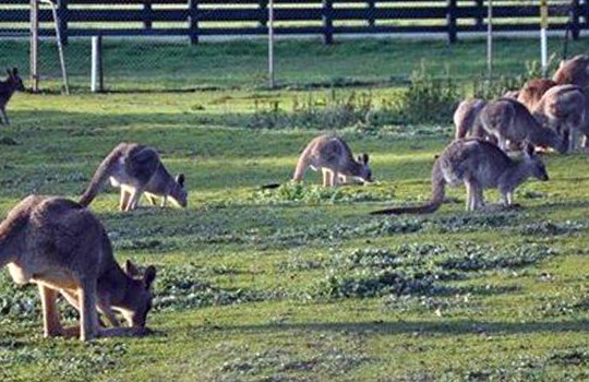 Kangaroo Island con bambini: in Australia tra canguri e koala