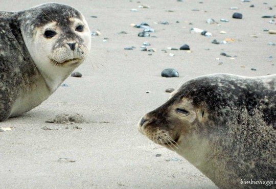 Brema per bambini: foche sul Mare del Nord e Strada delle Fiabe