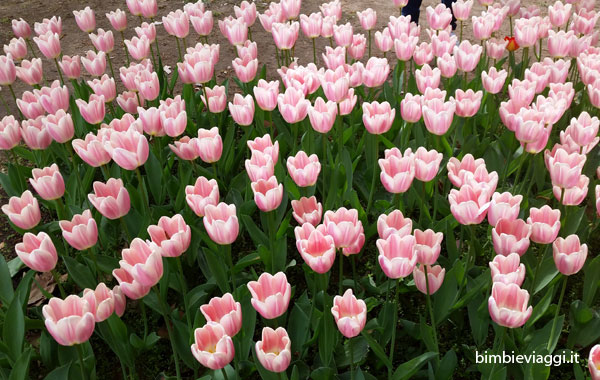 Sigurtà con bambini -tulipani - tulipanomia parco giardino sigurtà