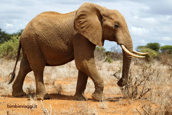 elefanti allo tsavo con bambini - safari in kenya con bambini - africa con bambini