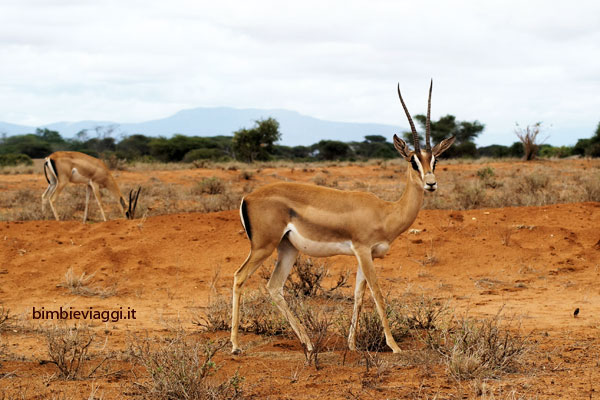 gazzella allo tsavo con bambini - safari in kenya con bambini - africa con bambini