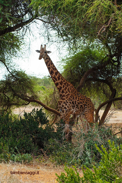 giraffe allo tsavo con bambini - safari in kenya con bambini - africa con bambini