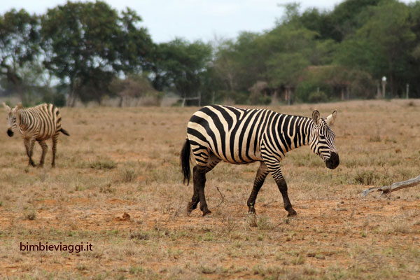 zebre allo tsavo con bambini - safari in kenya con bambini - africa con bambini