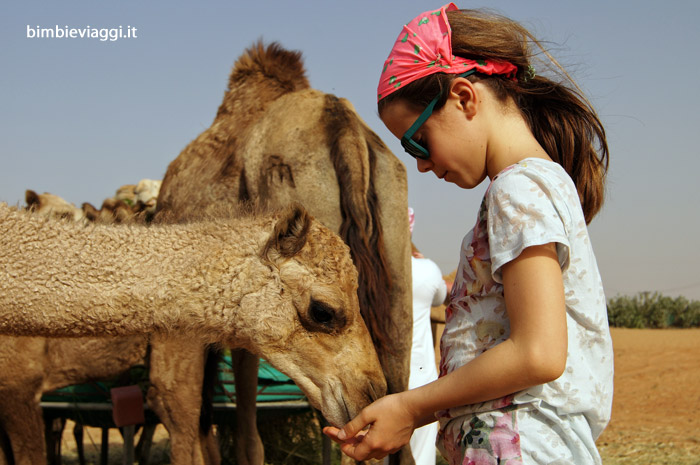 vacanza a dubai con bambini - incontro con dromedario nel deserto - capodanno al caldo con bambini