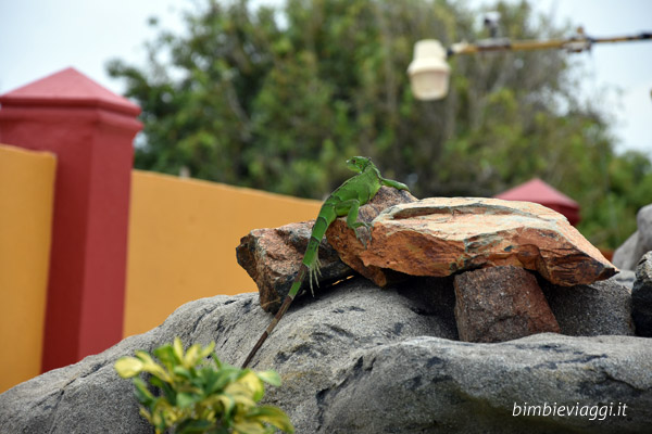 Aruba con bambini - iguana