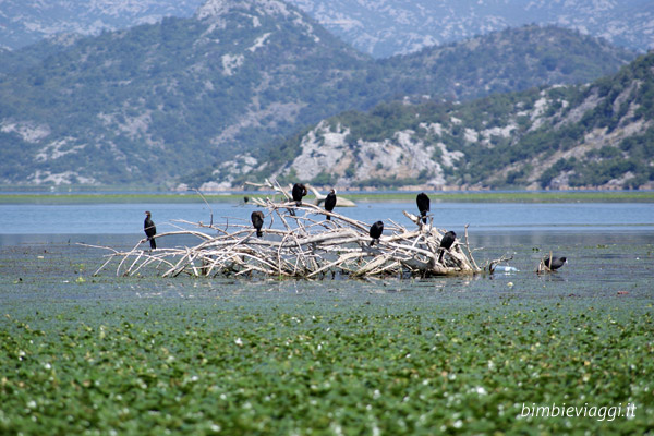 Montenegro con bambini - cormorani