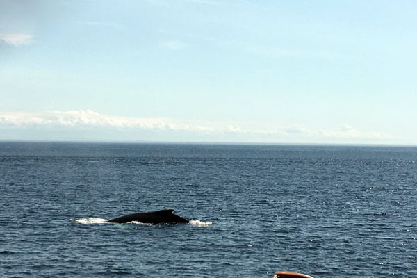 diario di viaggio montreal canada - balena