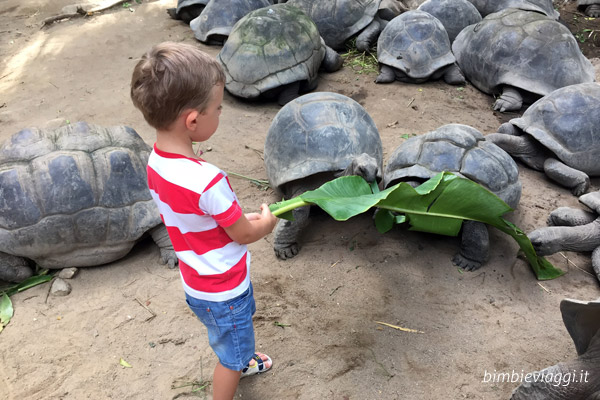 Mahé per bambini - Seychelles in estate - tartarughe giganti