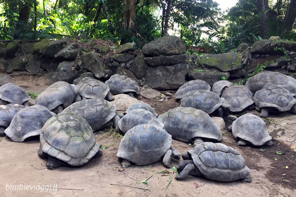 Mahé per bambini - Seychelles in estate - tartarughe giganti a Victoria