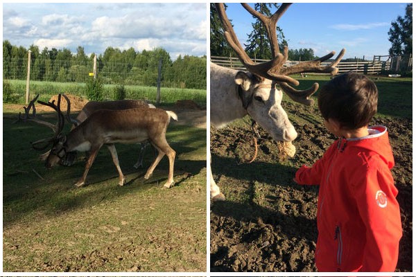 finlandia con bambini - fattoria renne