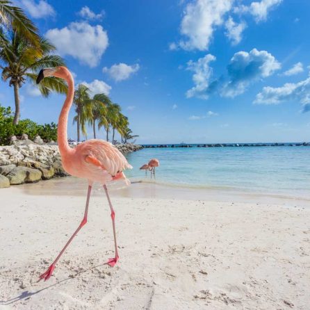 viaggio a Aruba con bimbi