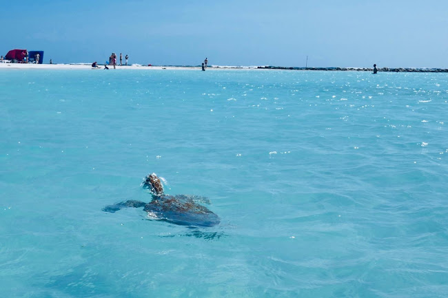 viaggio a Aruba con bimbi - tartaruga